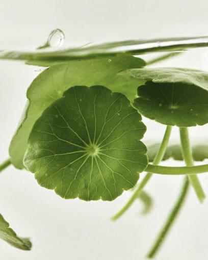 Beauty of Joseon Light On Serum with Centella + Vitamin C – Glow Boost in Every Drop